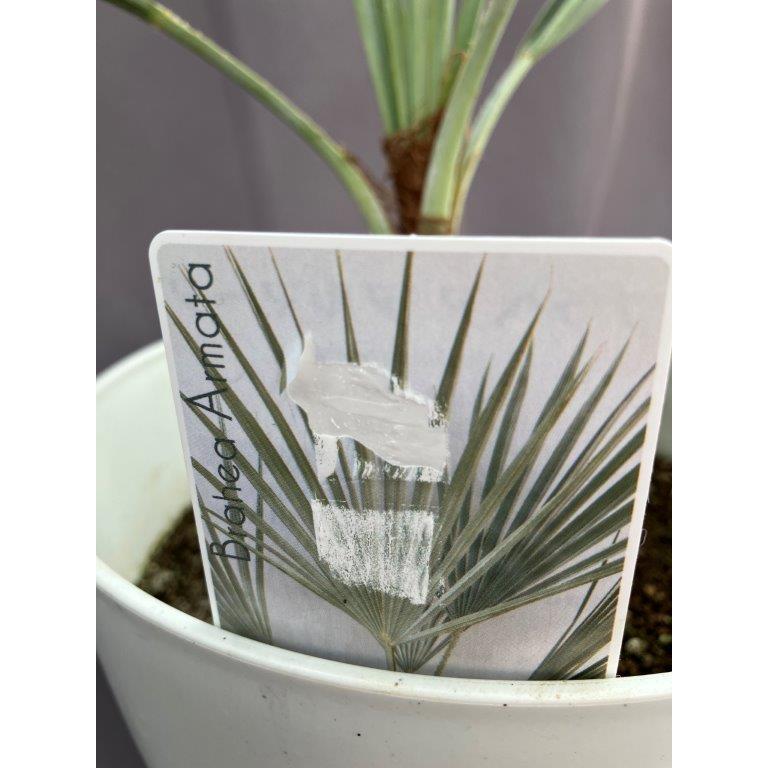 ブラヘア・アルマータ 7号 : 日本ライン花木センターYahoo!ショップ