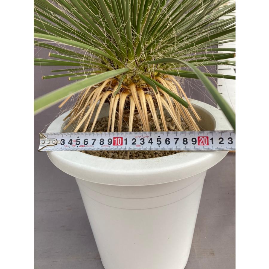 ユッカ・エラータ ドライガーデン 10号鉢 送料無料 : 日本ライン花木