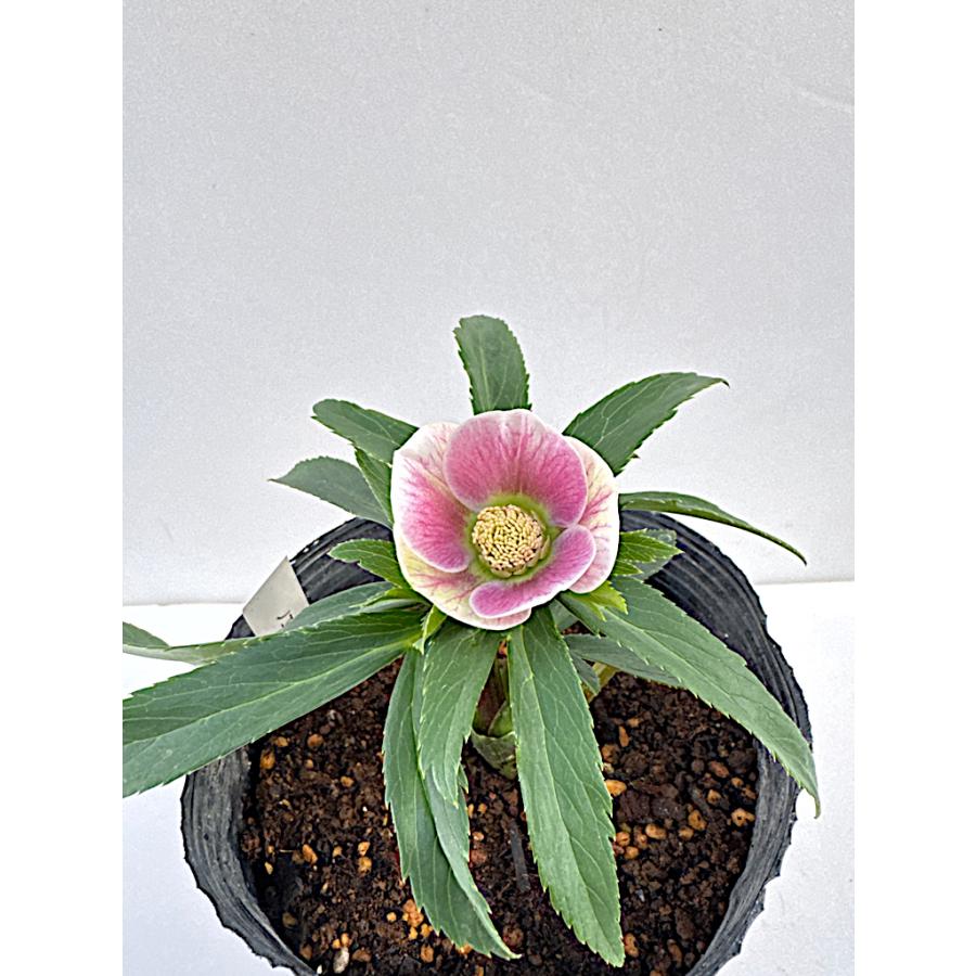 クリスマスローズ 開花苗 055ノエルパピエ : 花郷園 KAGOEN NURSERY