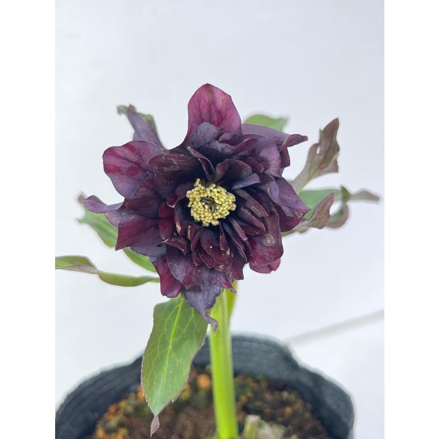 クリスマスローズ 開花苗 147 パリエッタ : 花郷園 KAGOEN NURSERY