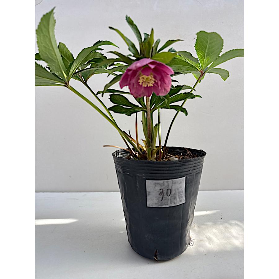 クリスマスローズ 開花苗 030 ピンキーピンク : 花郷園 KAGOEN NURSERY