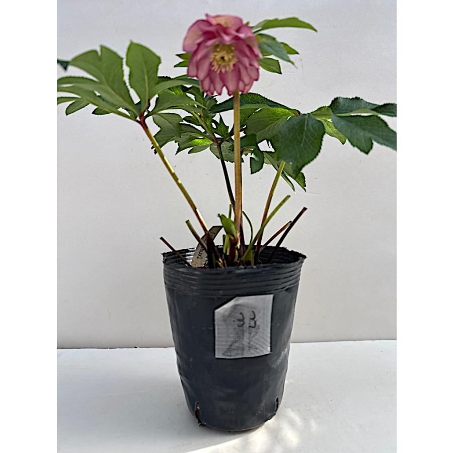 クリスマスローズ 開花苗 033 グラデーションピンクダブル : 花郷園