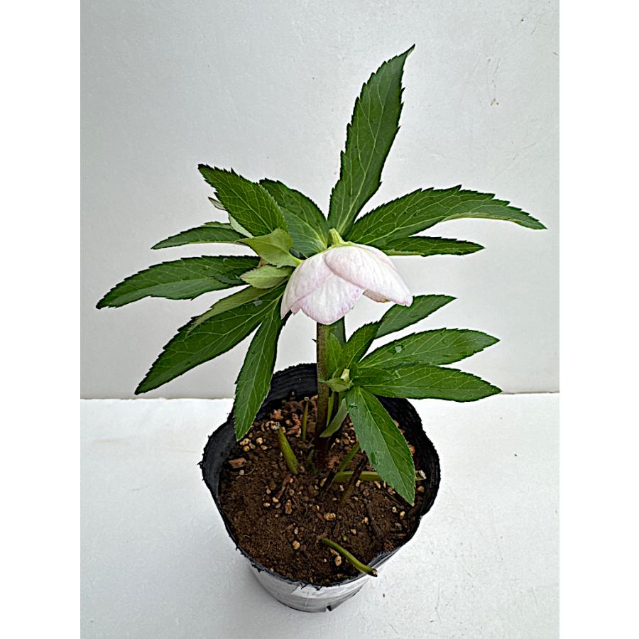 クリスマスローズ 開花苗 064 ラパン : 花郷園 KAGOEN NURSERY - 通販