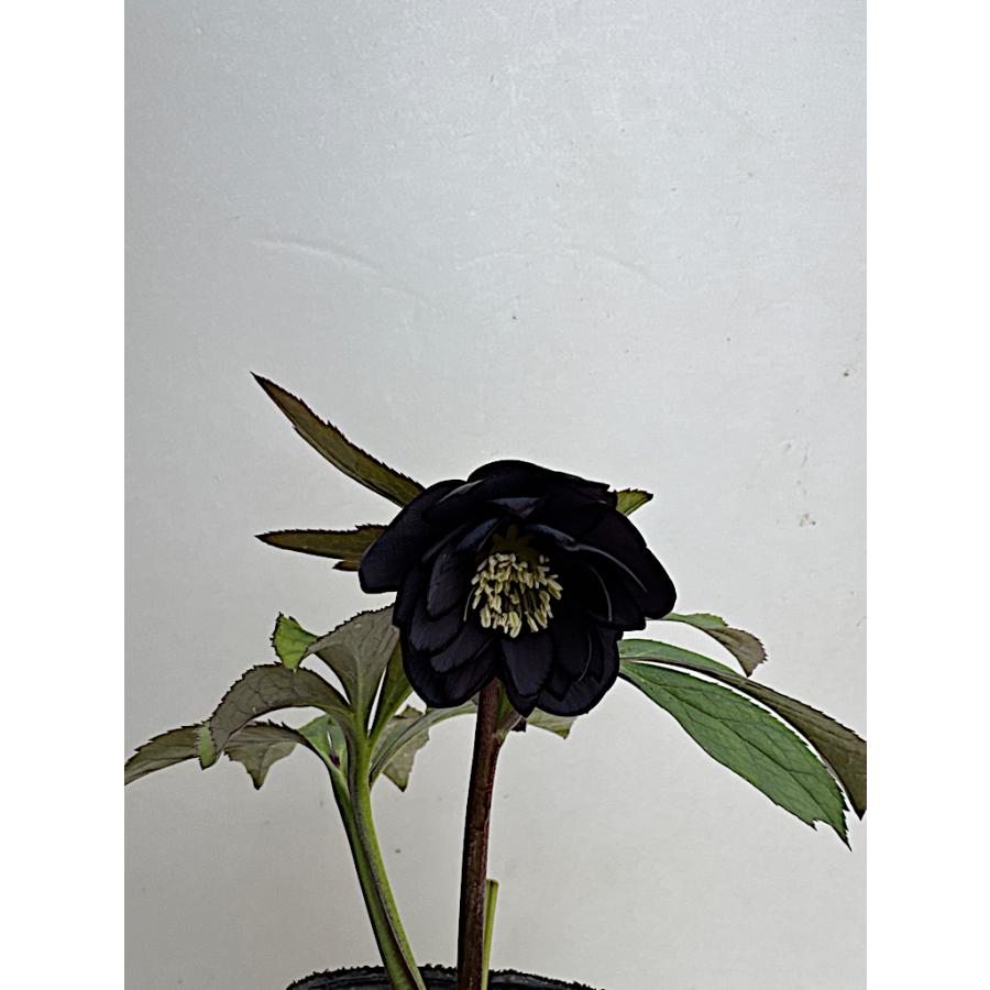 クリスマスローズ 開花苗 065 黒姫 : 花郷園 KAGOEN NURSERY - 通販