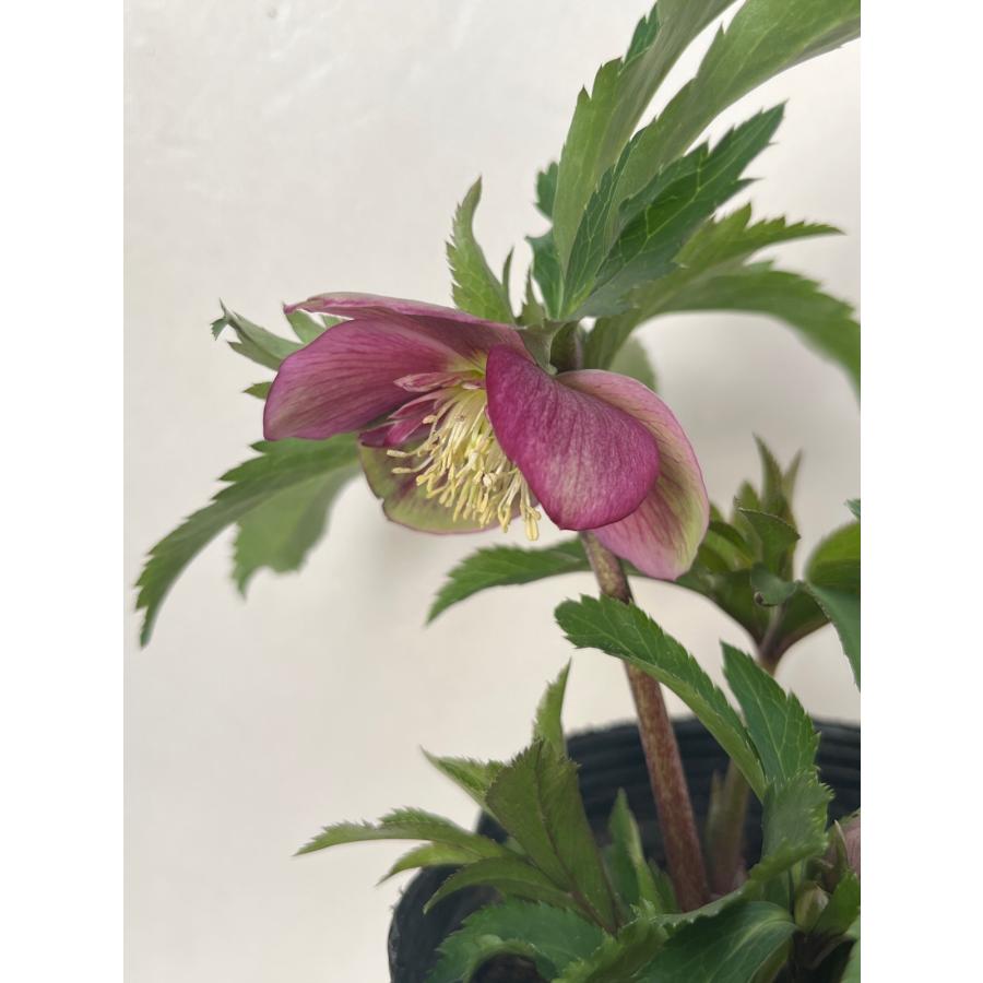 クリスマスローズ 開花苗 078 ピンクグラデーションセミダブル : 花郷