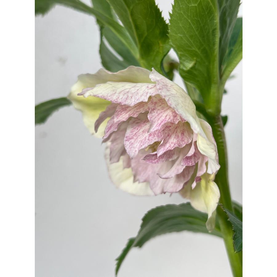 クリスマスローズ 開花苗 081 霜降りダブル : 花郷園 KAGOEN NURSERY