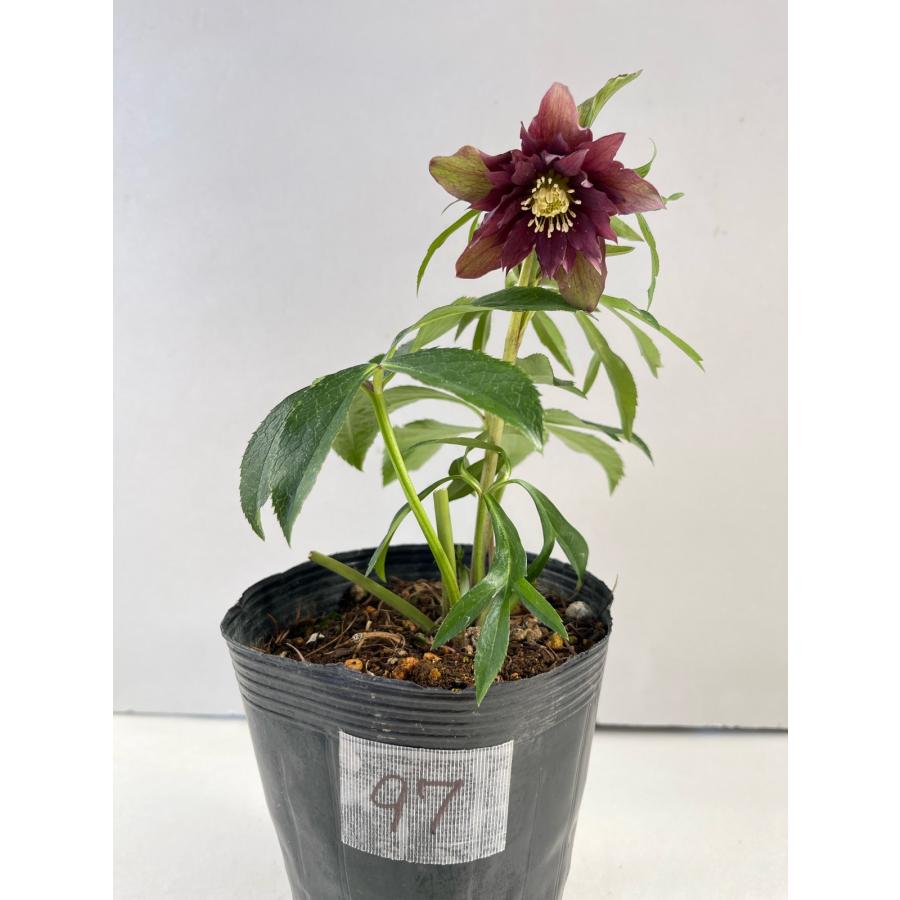 Sh様ご購入苗㉖-100㉖-156㉖-168㉖-183クリスマスローズ Sh様ご購入苗