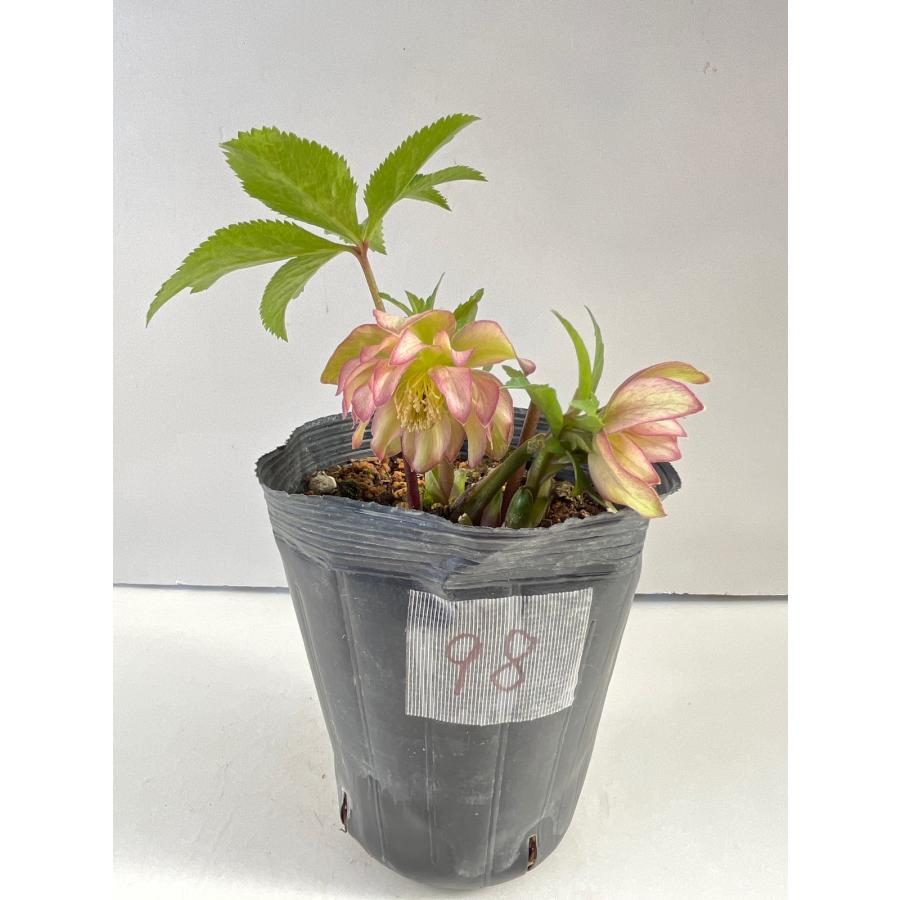 クリスマスローズ 開花苗 098 メロンピンク : 花郷園 KAGOEN NURSERY