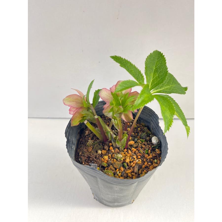 クリスマスローズ 開花苗 098 メロンピンク : 花郷園 KAGOEN NURSERY