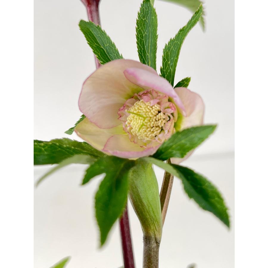 クリスマスローズ 開花苗 104 サクラセミダブル小輪 : 花郷園 KAGOEN