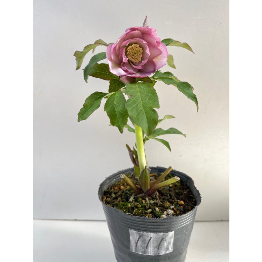 クリスマスローズ 開花苗 111 インソムニア : 花郷園 KAGOEN NURSERY