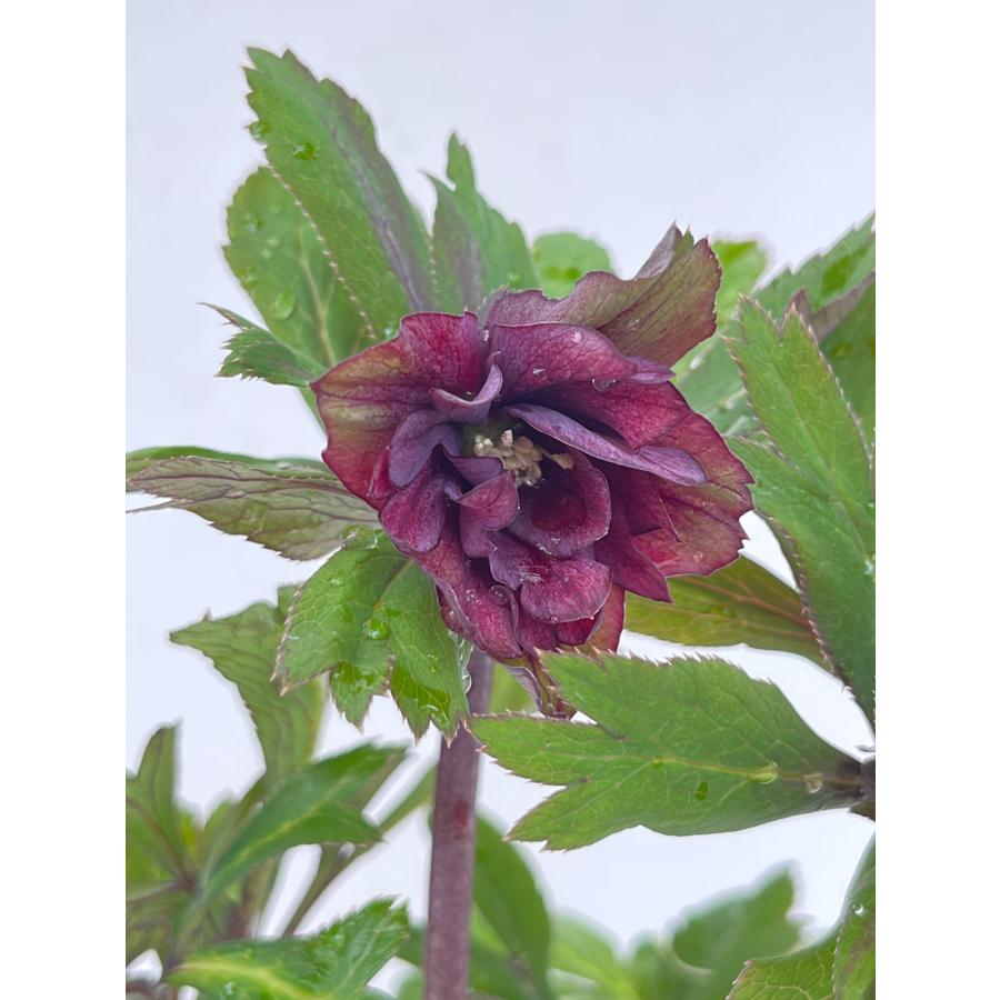 クリスマスローズ 開花苗 121 ペオニーレッド : 花郷園 KAGOEN NURSERY