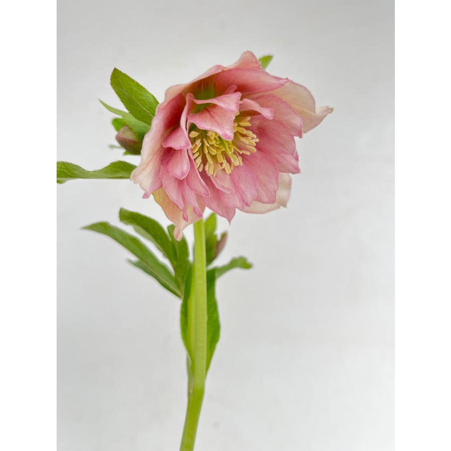 クリスマスローズ 開花苗 136 ピンクオーガンジー : 花郷園 KAGOEN