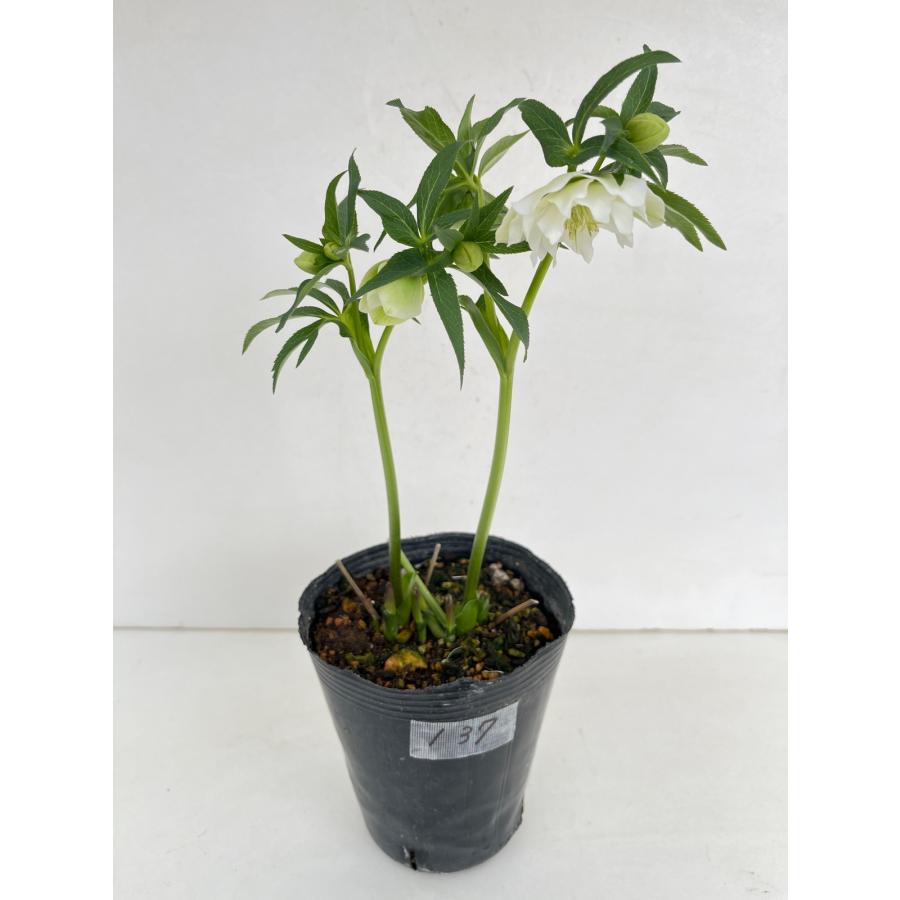 クリスマスローズ 開花苗 137 ホワイトダブル : 花郷園 KAGOEN NURSERY