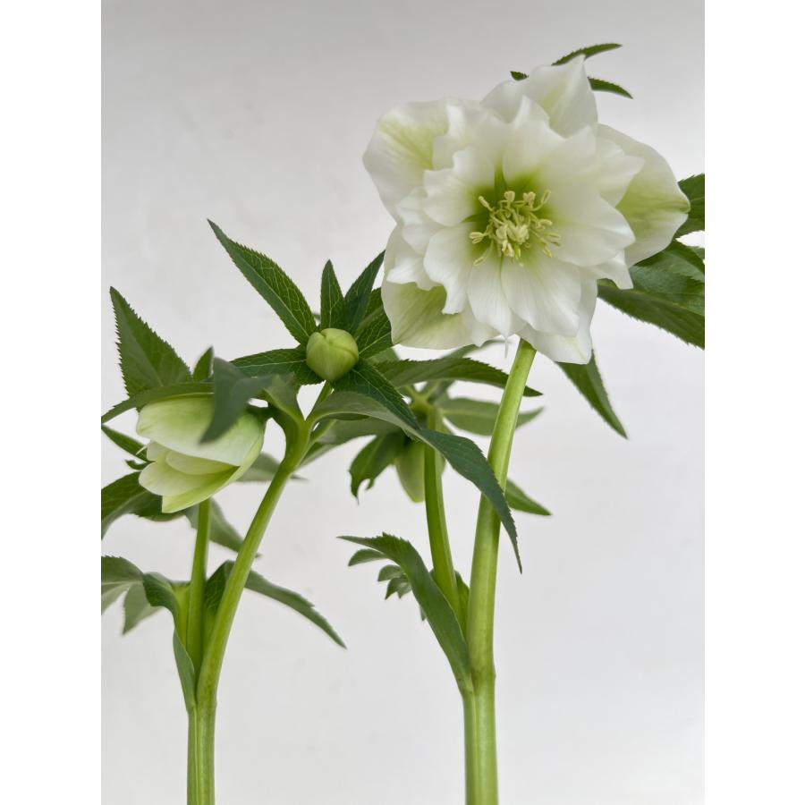 クリスマスローズ 開花苗 137 ホワイトダブル : 花郷園 KAGOEN NURSERY