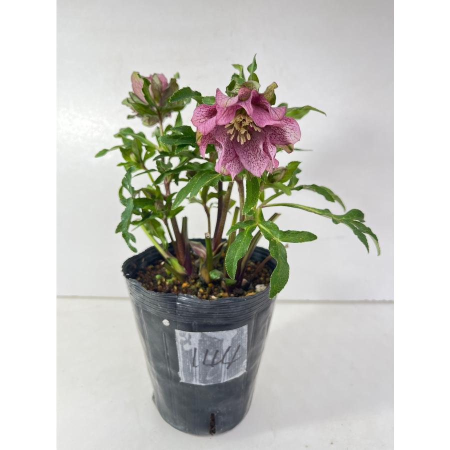 クリスマスローズ 開花苗 144 パピエ : 花郷園 KAGOEN NURSERY - 通販