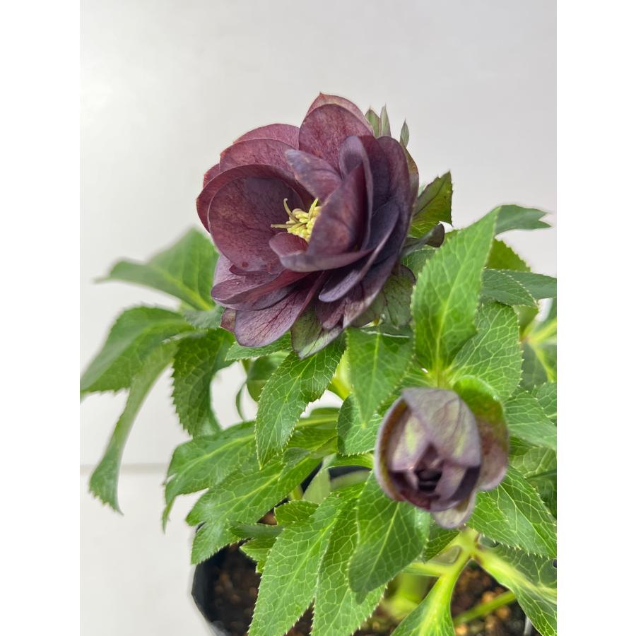 クリスマスローズ 開花苗 148 ペオニーグレー : 花郷園 KAGOEN NURSERY