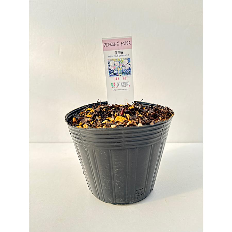 クリスマスローズ 原種 チベタヌス 3年生実生苗（甘粛省）H