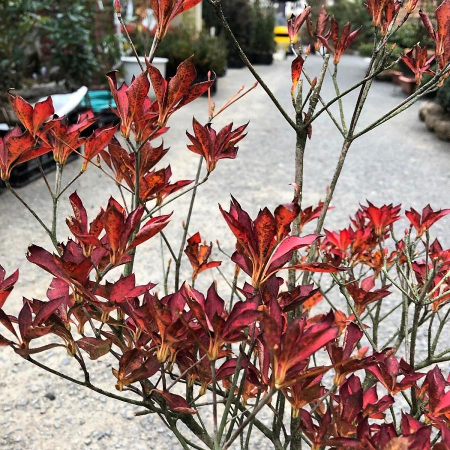 送料込み☆ドウダンツツジ☆樹高約50cm : 花じょう園シヨツプ - 通販