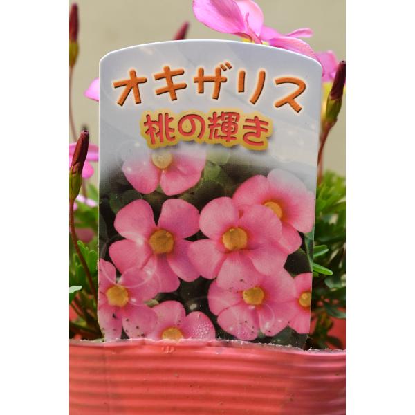 オキザリス 桃の輝き 3.5号ポット 花苗 ガーデニング : 金井園芸