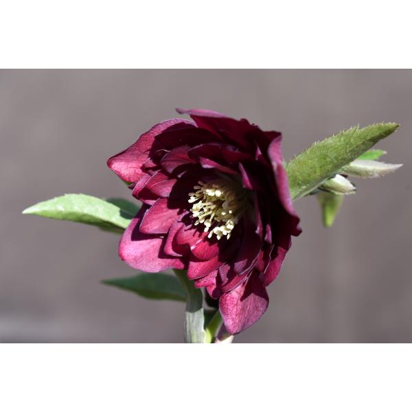 クリスマスローズ開花株 DDグロッシーカラー☆グロスレッド 015 現品