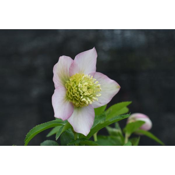 クリスマスローズ開花株 SDソフトピンクモーリー 026 現品限り : 金井