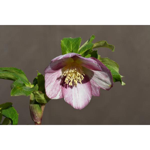 クリスマスローズ開花株 SS両面絞り咲きゴールド 110 現品限り : 金井