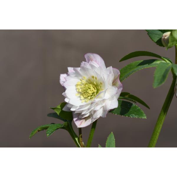 クリスマスローズ開花株 DD多弁咲き系ホワイトソフトグラデーション