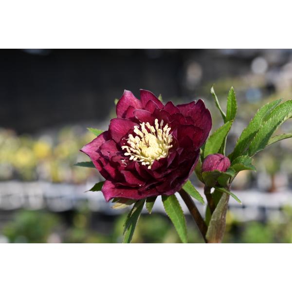 クリスマスローズ開花株 DDグロッシーカラー☆グロスレッド 237 現品