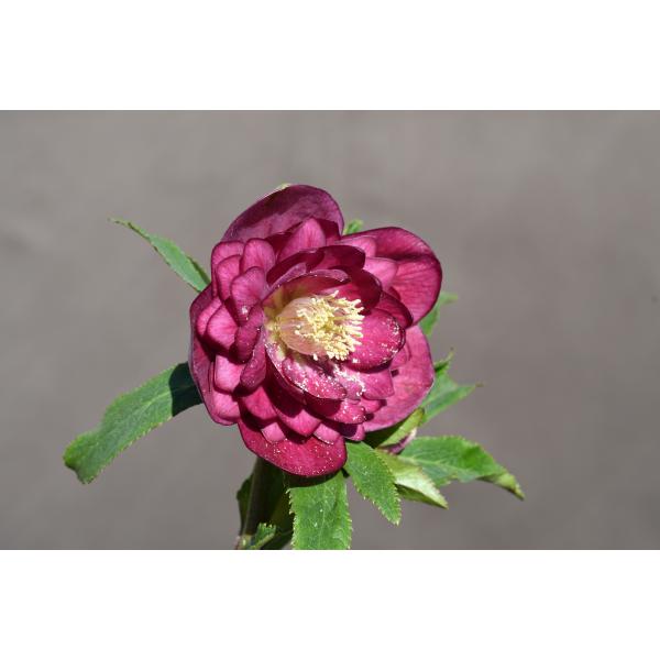 クリスマスローズ開花株 DDグロッシーカラー☆多弁系グロスサイレント