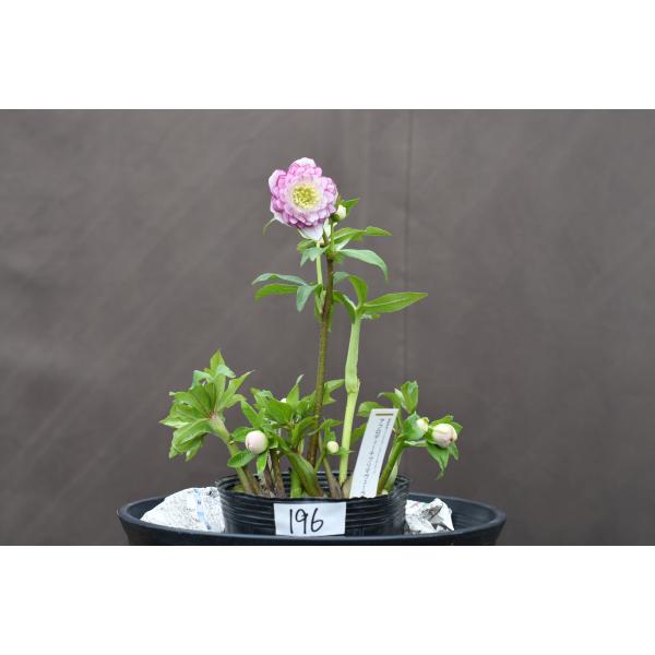 クリスマスローズ開花株 DDアフロディーテプリマヴェーラ 196 現品限り