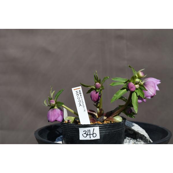 クリスマスローズ開花株 DDエクリプス 346 現品限り : 金井園芸 - 通販