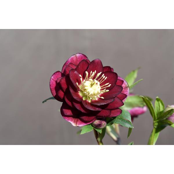 クリスマスローズ開花株 DDグロッシーカラー☆グロスレッド 360 現品