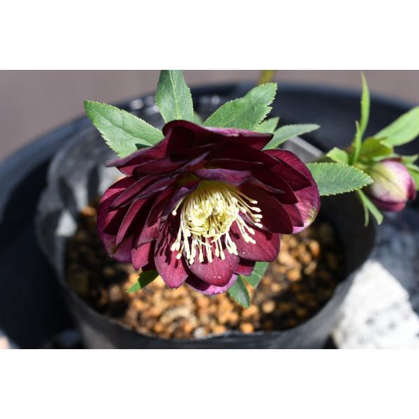 ひなっち クリスマスローズ 開花実績株 DD小輪カシス クリスマスローズ