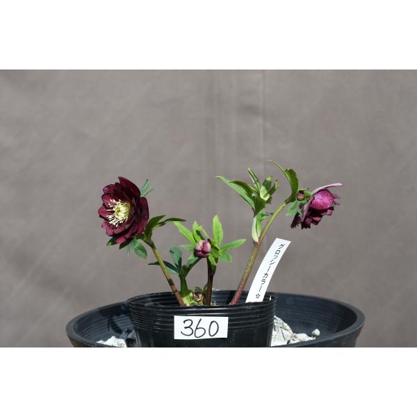 クリスマスローズ開花株 DDグロッシーカラー☆グロスレッド 360 現品