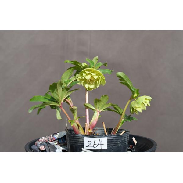 クリスマスローズ開花株 DD多弁咲き系グリーンゴールド 264 現品限り