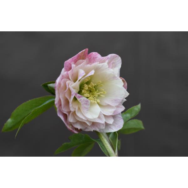 クリスマスローズ開花株 DD多弁咲き分け絞り咲き 281 現品限り : 金井