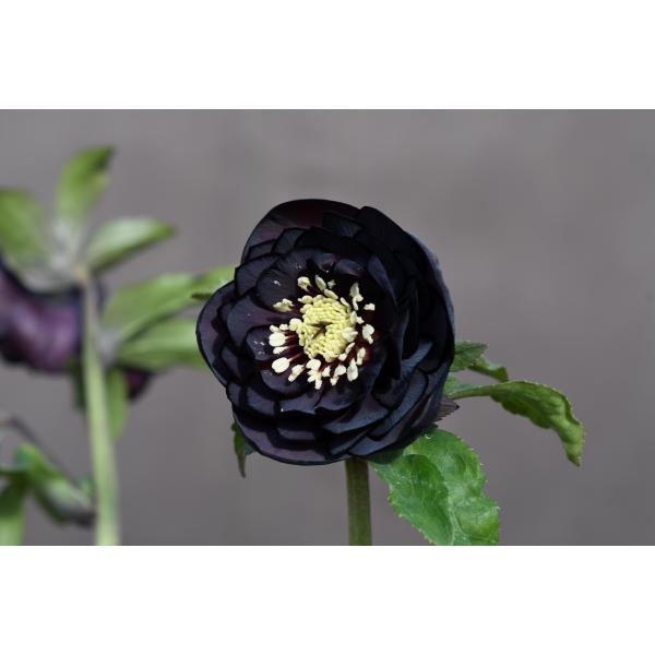 クリスマスローズ開花株 DD多弁咲き系赤蕊ブラック 298 現品限り