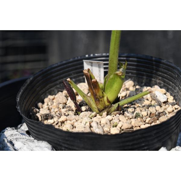 クリスマスローズ開花株 DDレッドエンジェル 452 現品限り : 金井園芸