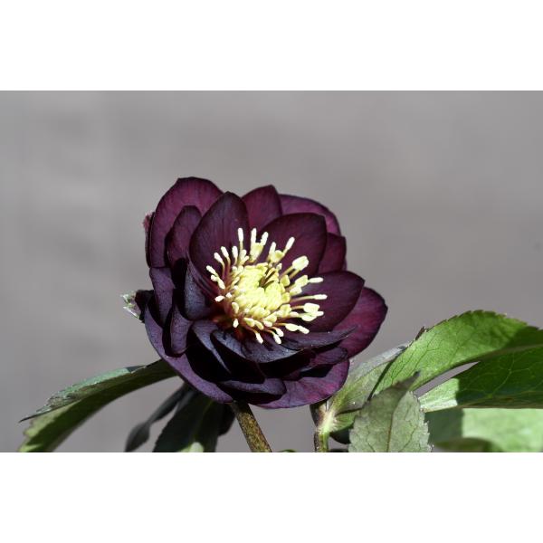 クリスマスローズ開花株 DDグロッシーカラー☆グロスダークレッド 498