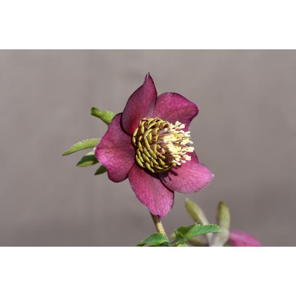 クリスマスローズ開花株 SDグロッシーカラー☆グロスバーガンディ