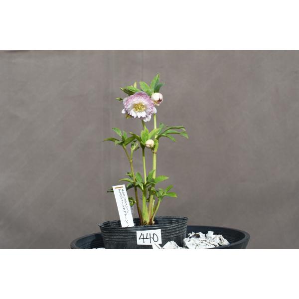 クリスマスローズ開花株 DDアフロディーテグラデーション 440 現品限り