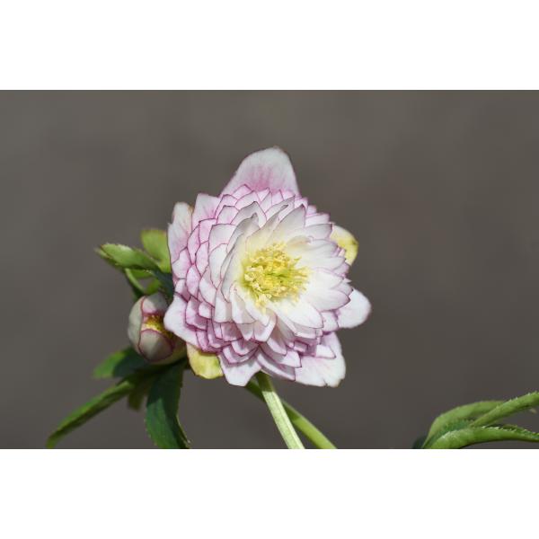 クリスマスローズ開花株 DDアフロディーテグラデーション 440 現品限り