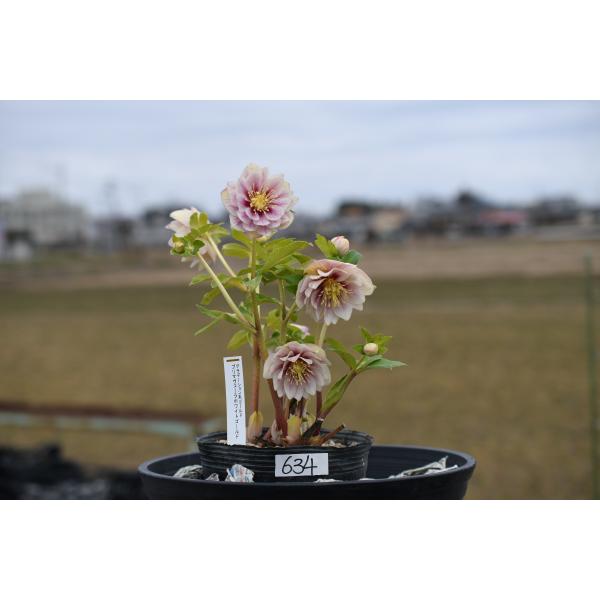 クリスマスローズ開花株 DDプリマヴェーラホワイトゴールド 634 現品