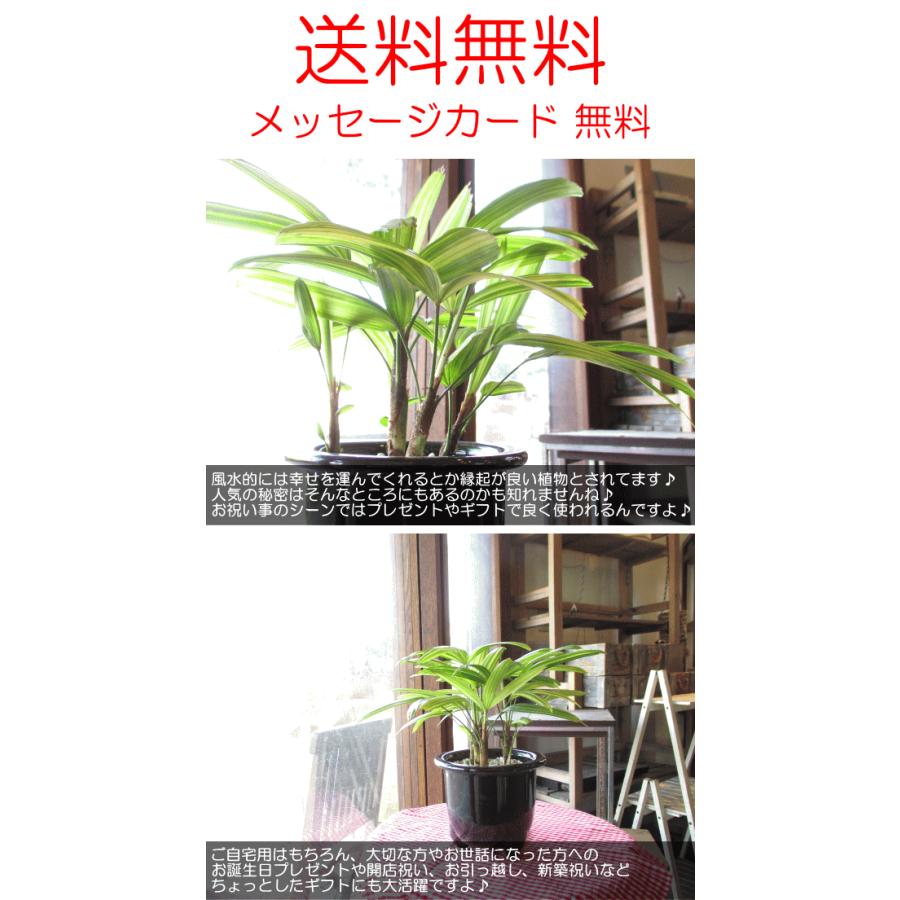 観音竹 綾錦 カンノンチク アヤニシキ 陶器鉢植え 薫る花 観葉植物