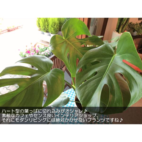 モンステラ（デリシオーサ）6号鉢サイズ 観葉植物 ミニ プレゼント