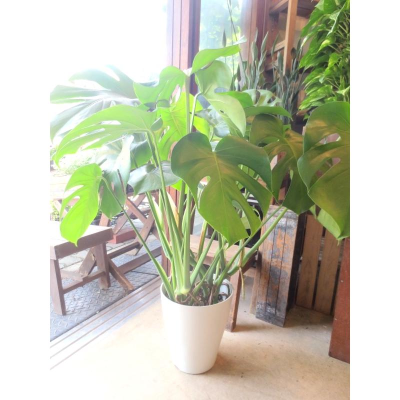 モンステラ デリシオーサ 7号鉢サイズ 鉢植え 観葉植物 ミニ