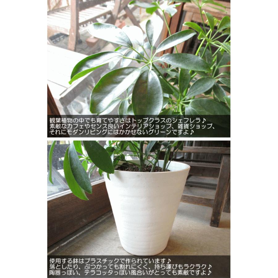 シェフレラ ホンコンカポック 7号鉢サイズ 白色 セラアート鉢 ホワイト