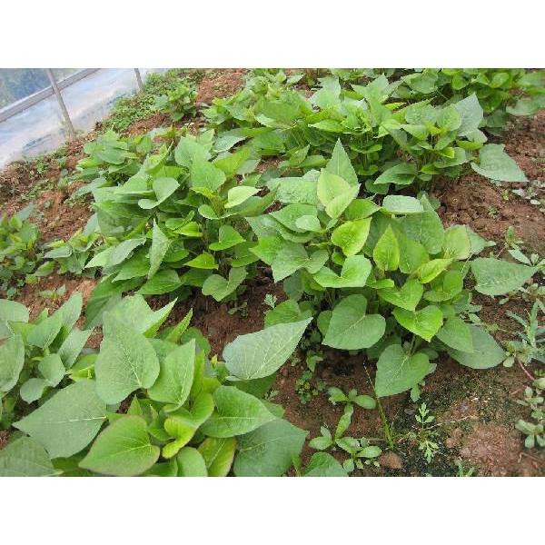 2026年度 予約受付中 べにはるか苗 10本 丈夫な苗 PVP登録品種