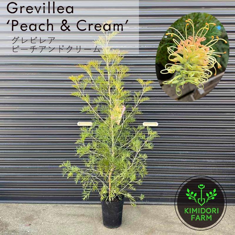 グレビレア ピーチアンドクリーム グレヴィレア オージープランツ